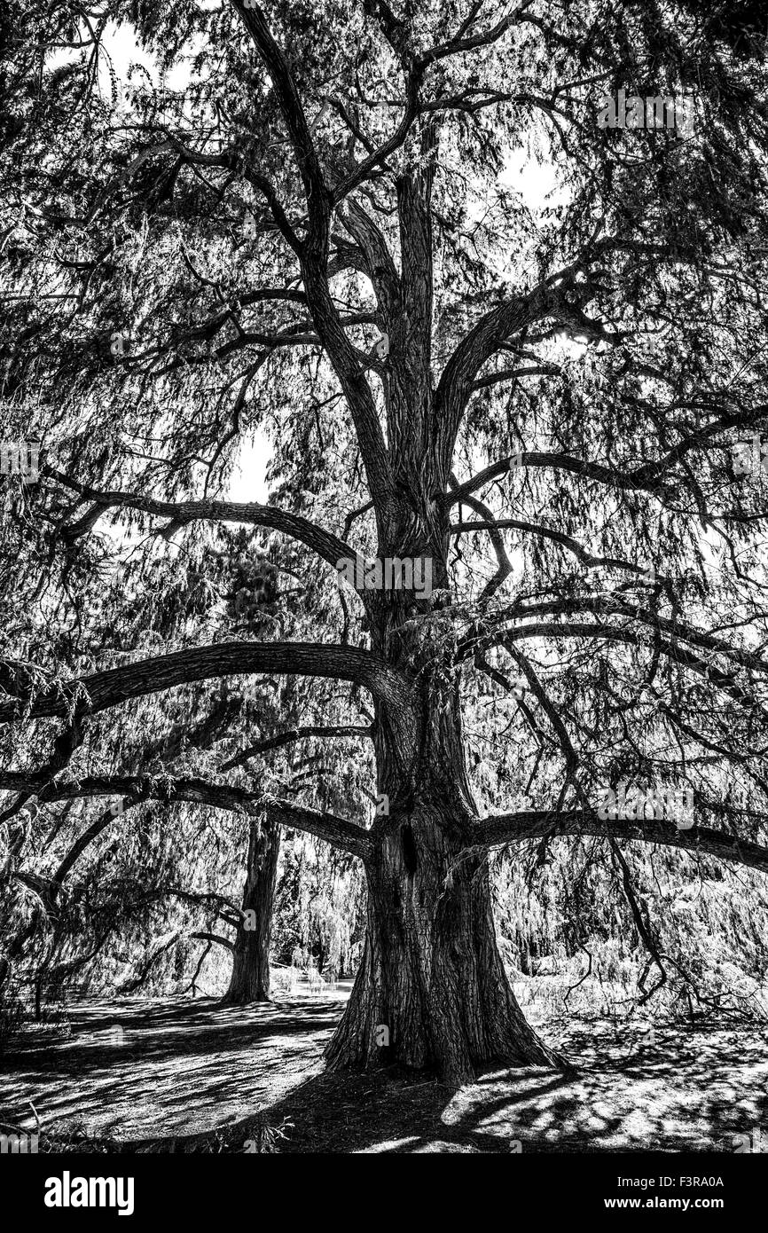 Un grande albero sembrano voler crescere al di fuori del telaio, la Biblioteca di Huntington. Foto Stock