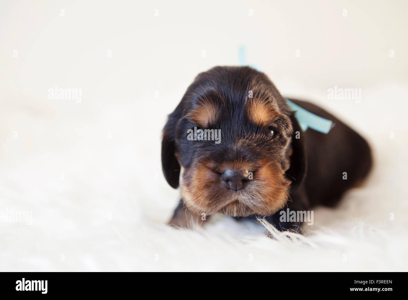 Nero e marrone English cocker spaniel cucciolo dieci giorni età Foto stock  - Alamy