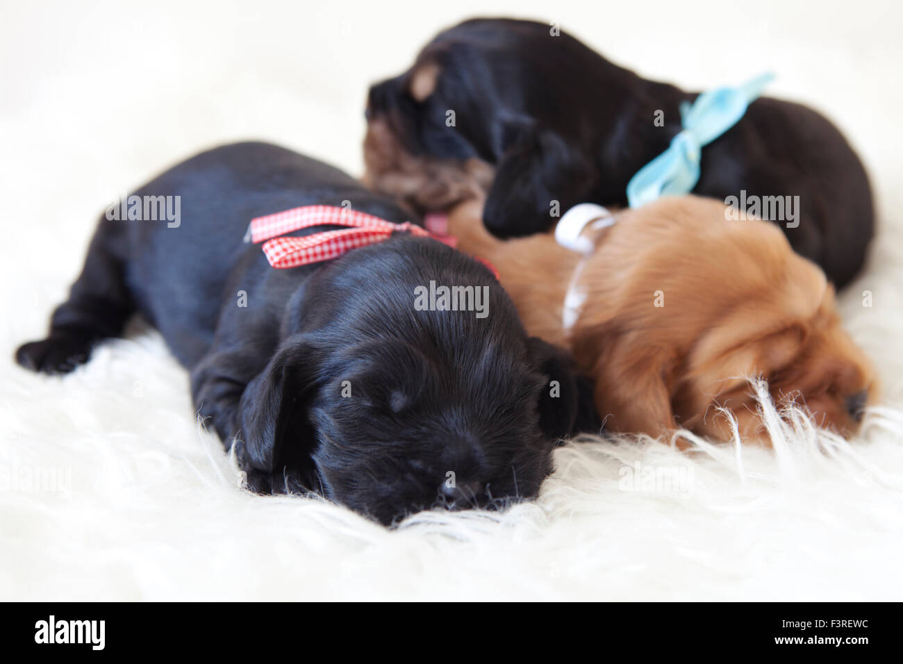 Sleeping cuccioli di inglese cocker spaniel su un soffice pelliccia bianca Foto Stock