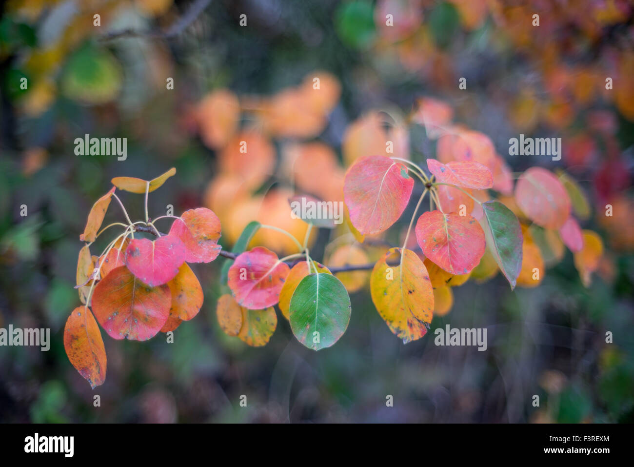 Colori d'autunno cadono le foglie Foto Stock