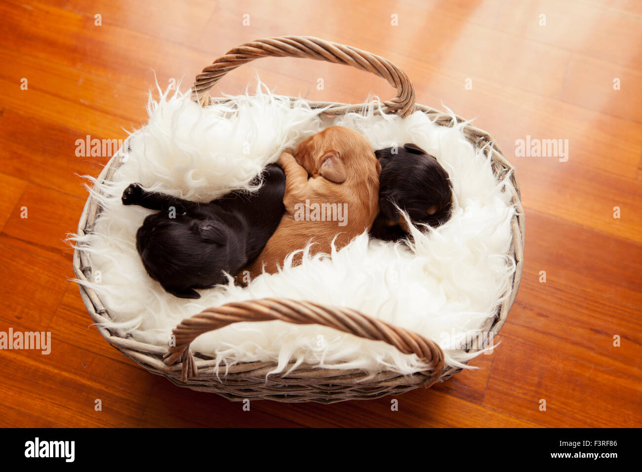 Neonato inglese cocker spaniel cuccioli in basket Foto Stock