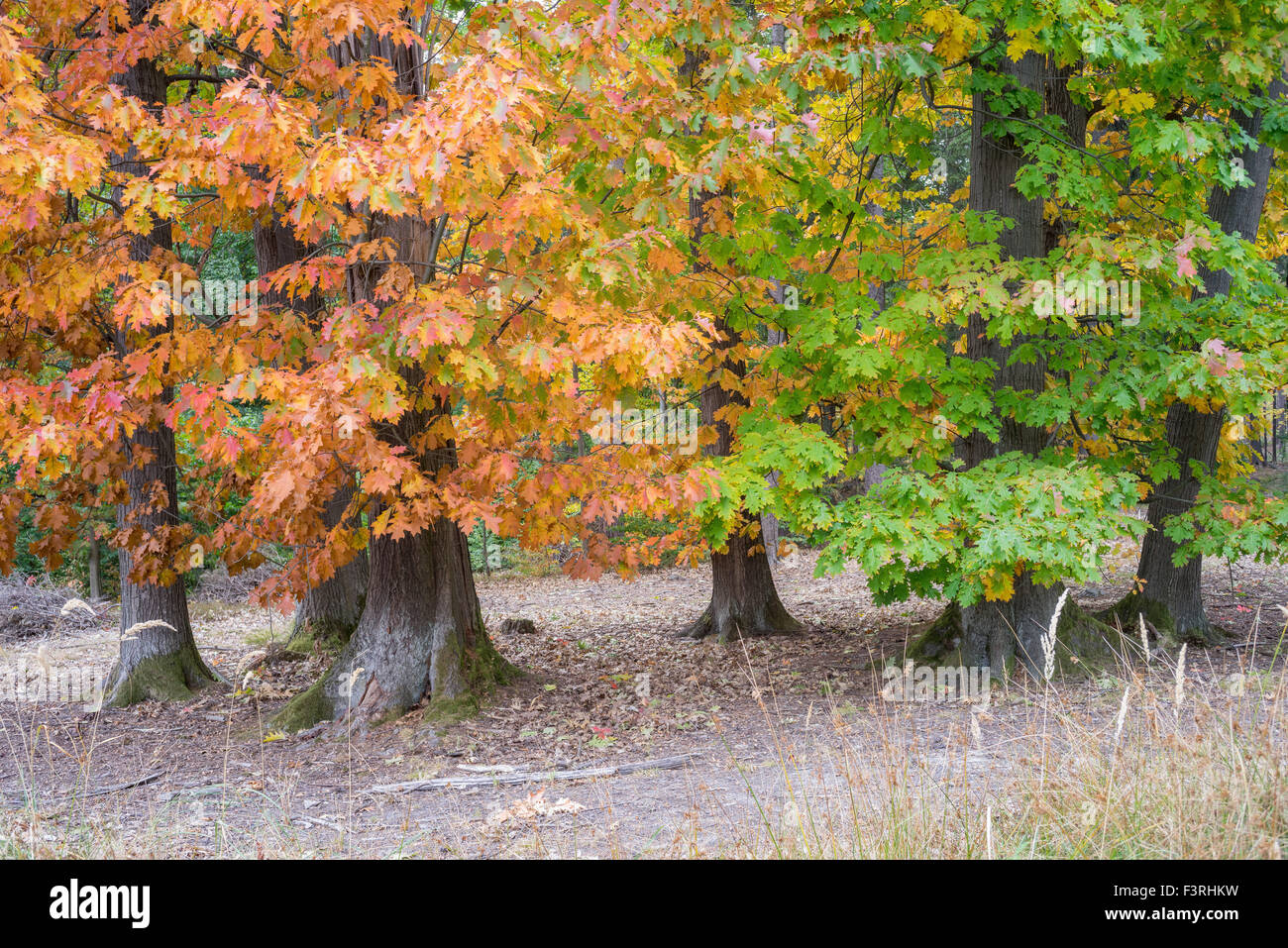 Colorate querce rosse in autunno cadono Quercus rubra Foto Stock