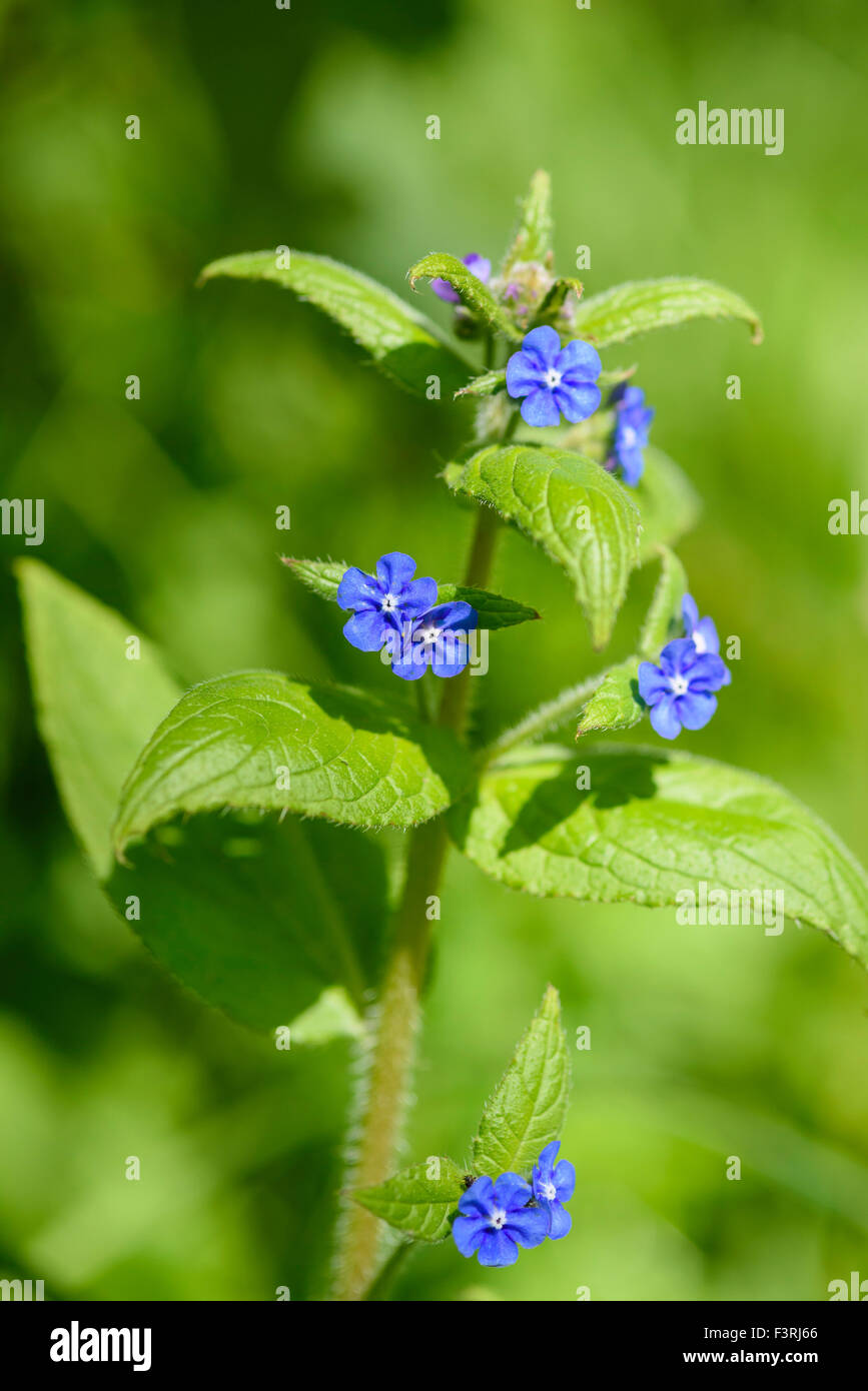 Verde, Alkanet Pentaglottis sempervirens, millefiori, Dumfries & Galloway, Scozia Foto Stock