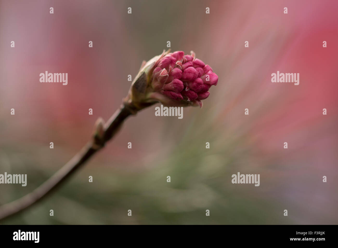 Viburnum bodnantense 'Dawn' - Fiore a gemma - Marzo Foto Stock