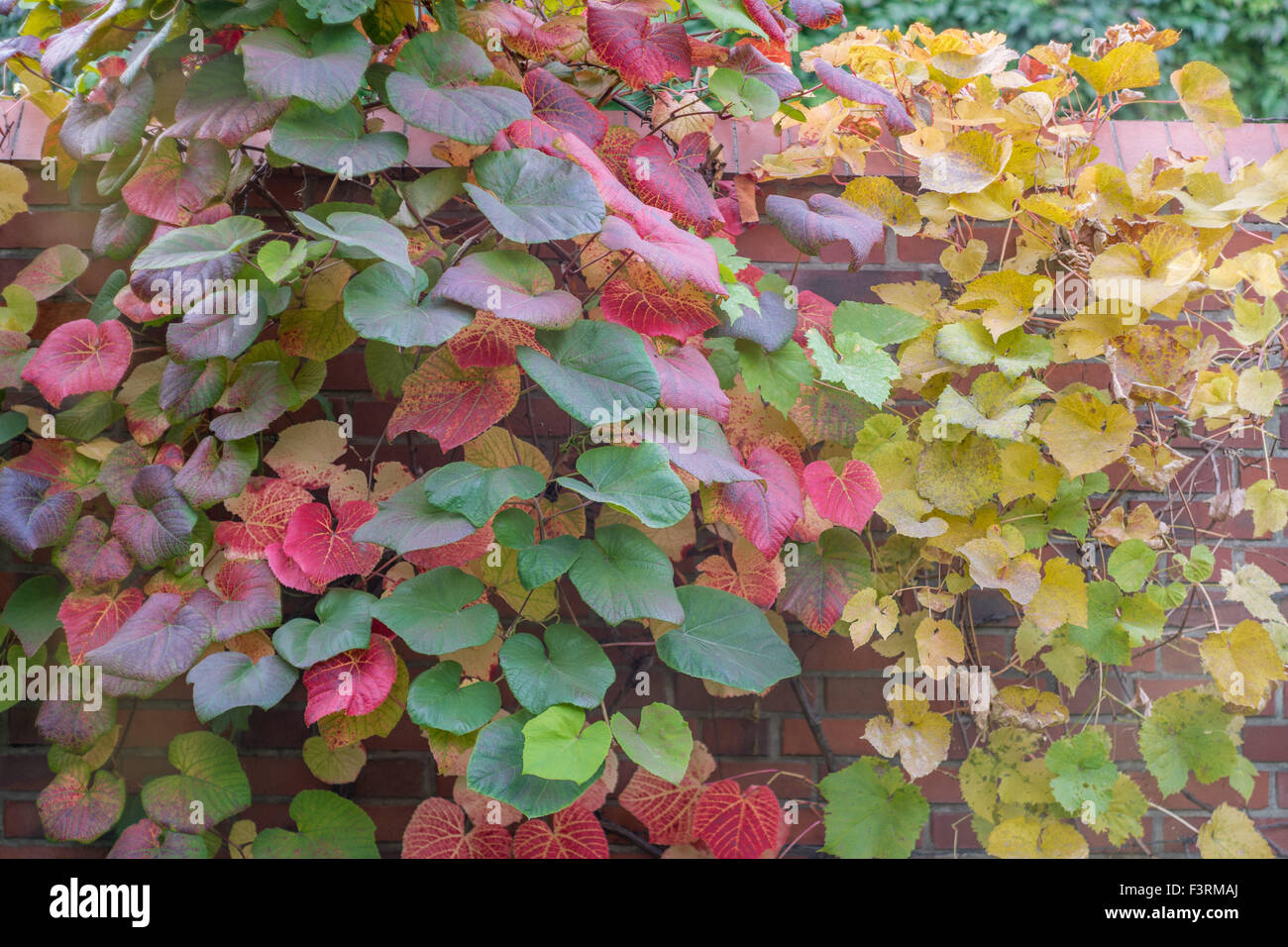 Crimson vite gloria Gloryvine colorato Foglie di autunno Vitis coignetiae Foto Stock