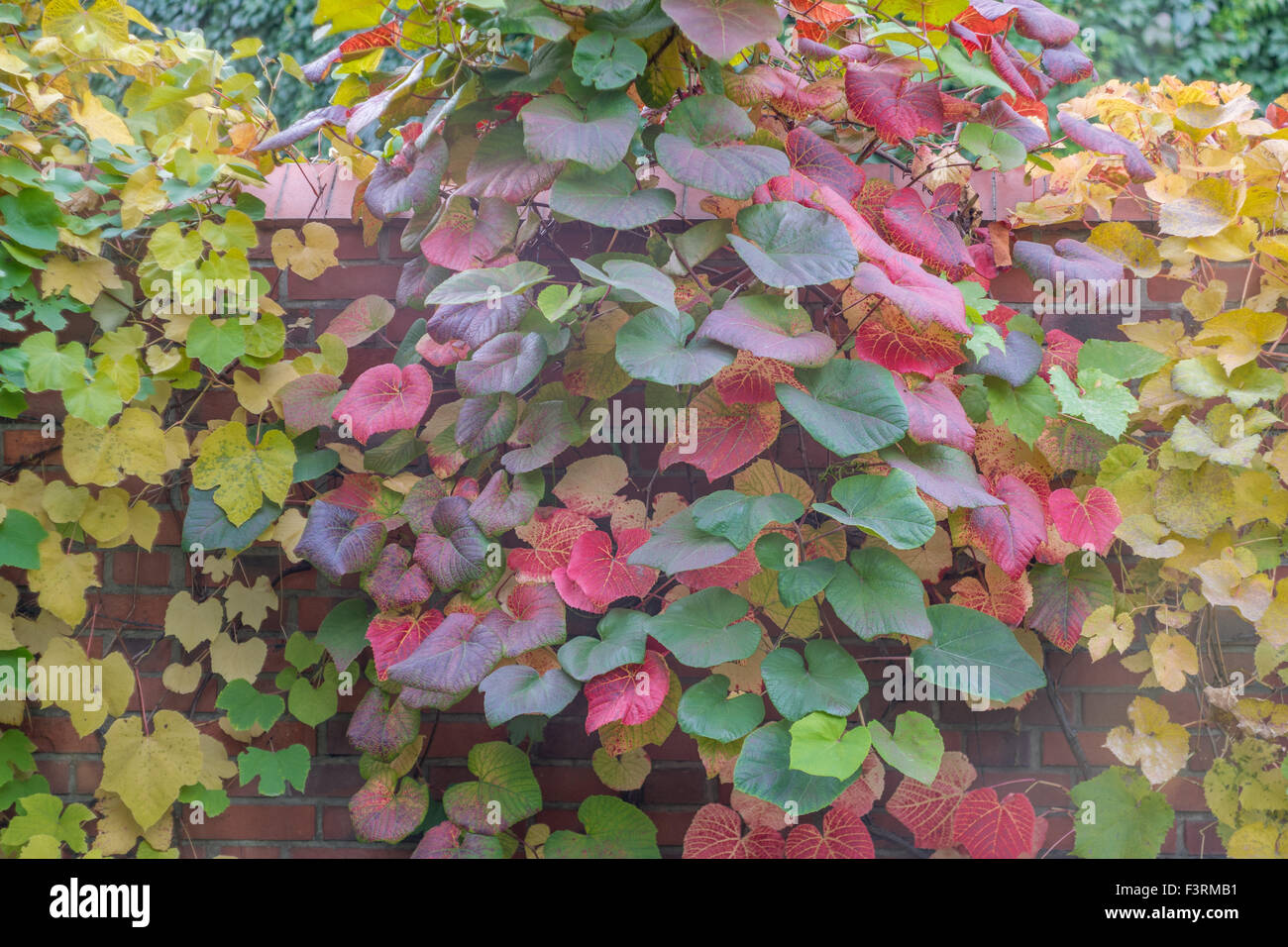 Crimson vite gloria Gloryvine colorato Foglie di autunno Vitis coignetiae Foto Stock