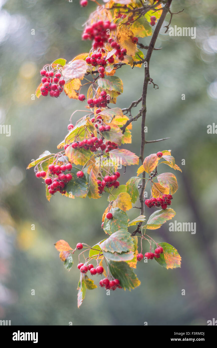 Siberian Biancospino bacche rosse e colorate Foglie di autunno Crataegus sanguinea Foto Stock