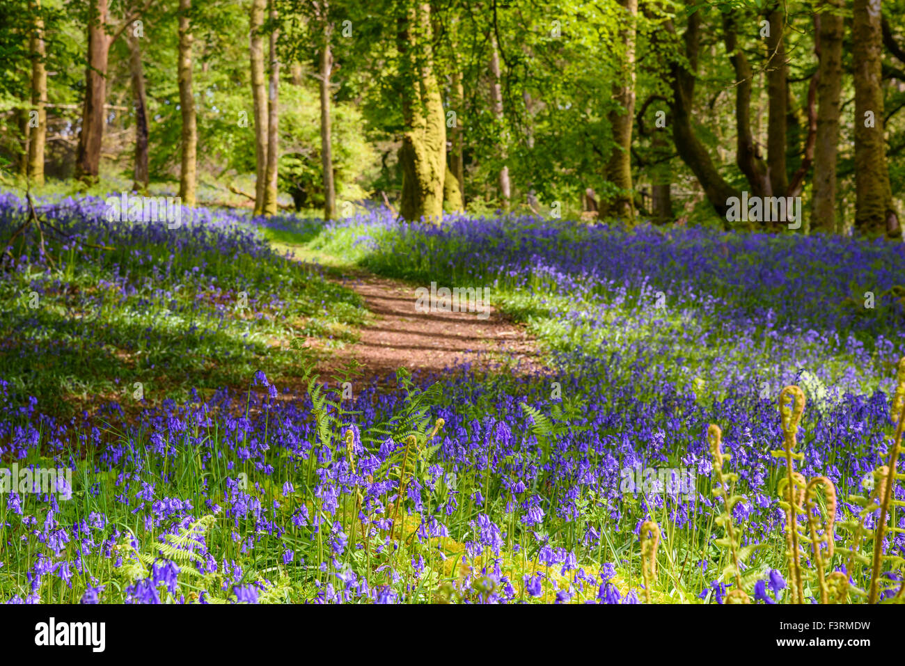Bluebells Carstramon in legno, Gatehouse of Fleet, Dumfries & Galloway, Scozia Foto Stock