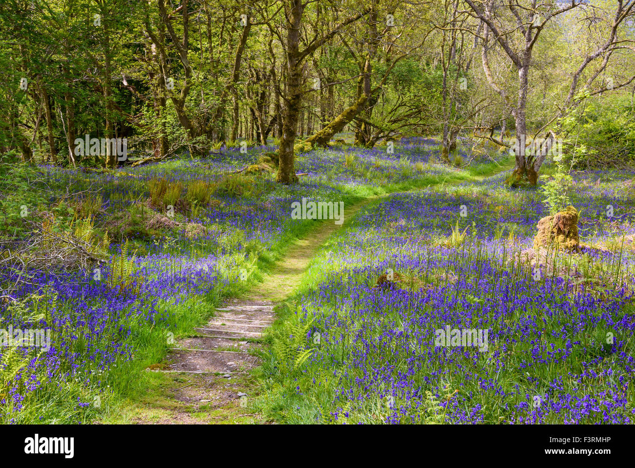 Bluebells Carstramon in legno, Gatehouse of Fleet, Dumfries & Galloway, Scozia Foto Stock