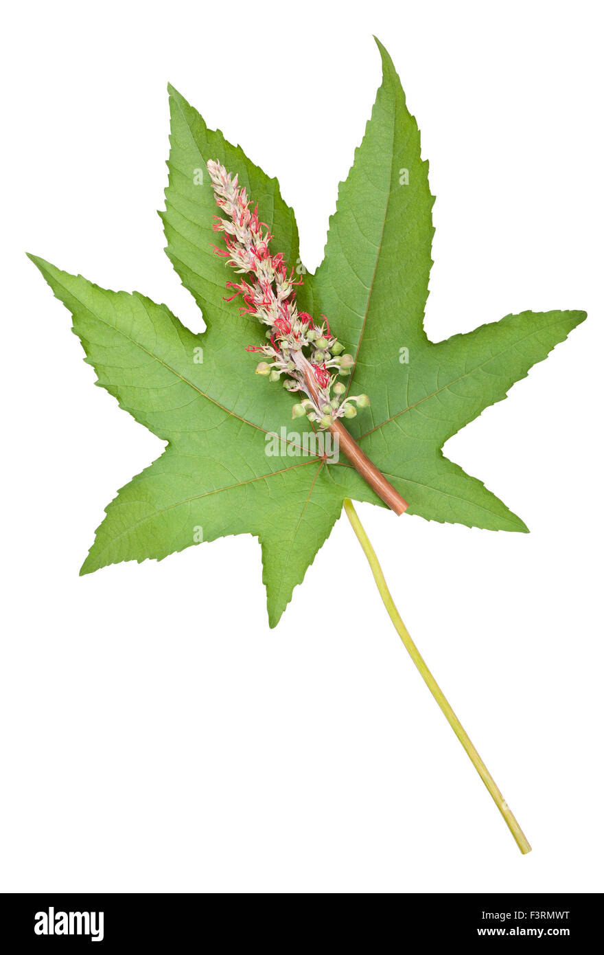 Foglie di ricino con fiore e sementi Foto Stock