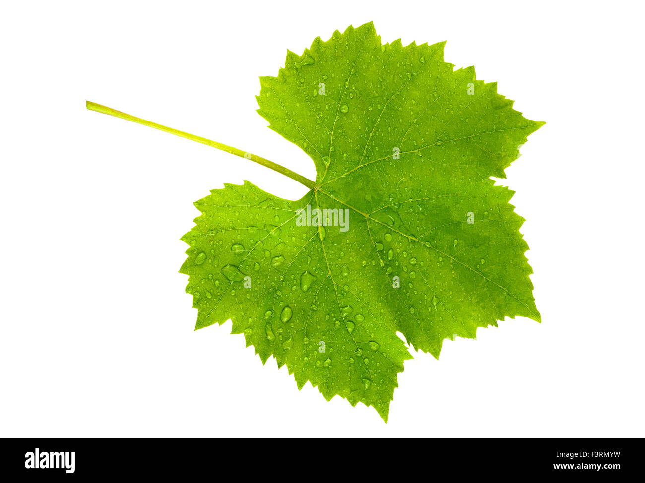 Foglia di vite con gocce isolati su sfondo bianco Foto Stock