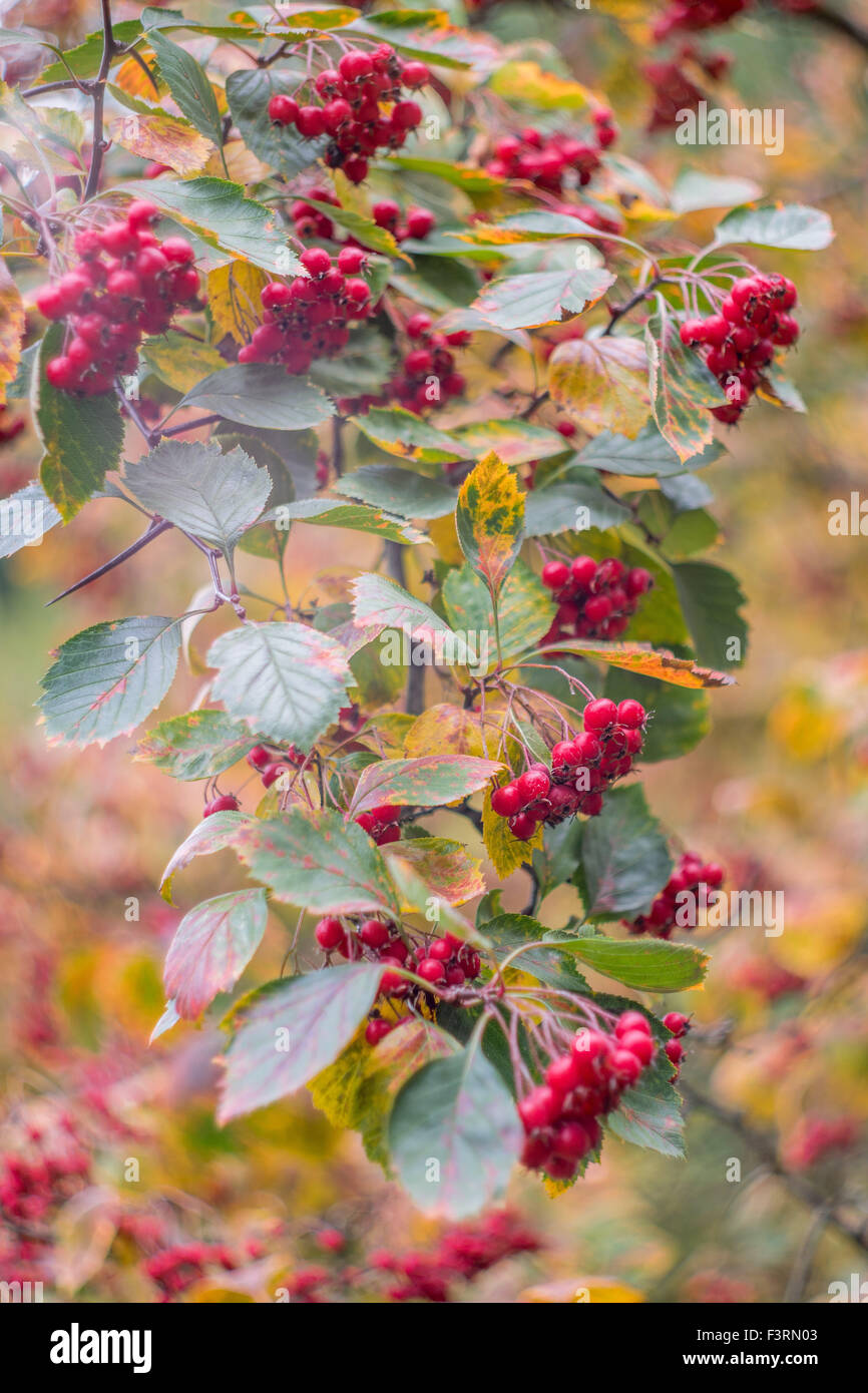 Siberian Biancospino bacche rosse e colorate Foglie di autunno Crataegus sanguinea Foto Stock