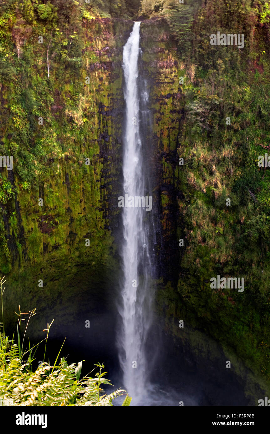 Akaka a cascata Akaka Falls State Park. Big Island. Hawaii. A Akaka Falls State Park, situato lungo la Northeastern Hamakua Foto Stock
