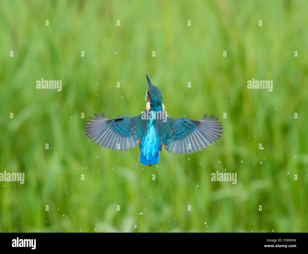 Kingfisher, Alcedo atthis Foto Stock