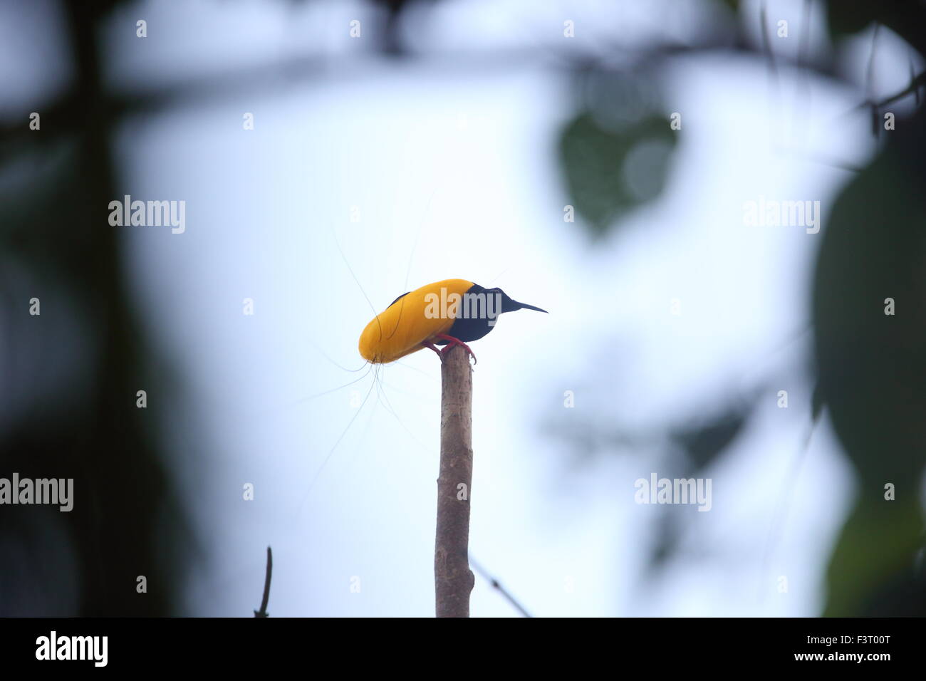 Dodici-wired degli uccelli del paradiso (Seleucidis melanoleucus) in Papua Nuova Guiena Foto Stock