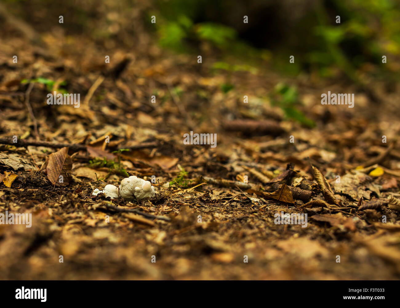 Piccoli funghi nella foresta bush. Foto Stock