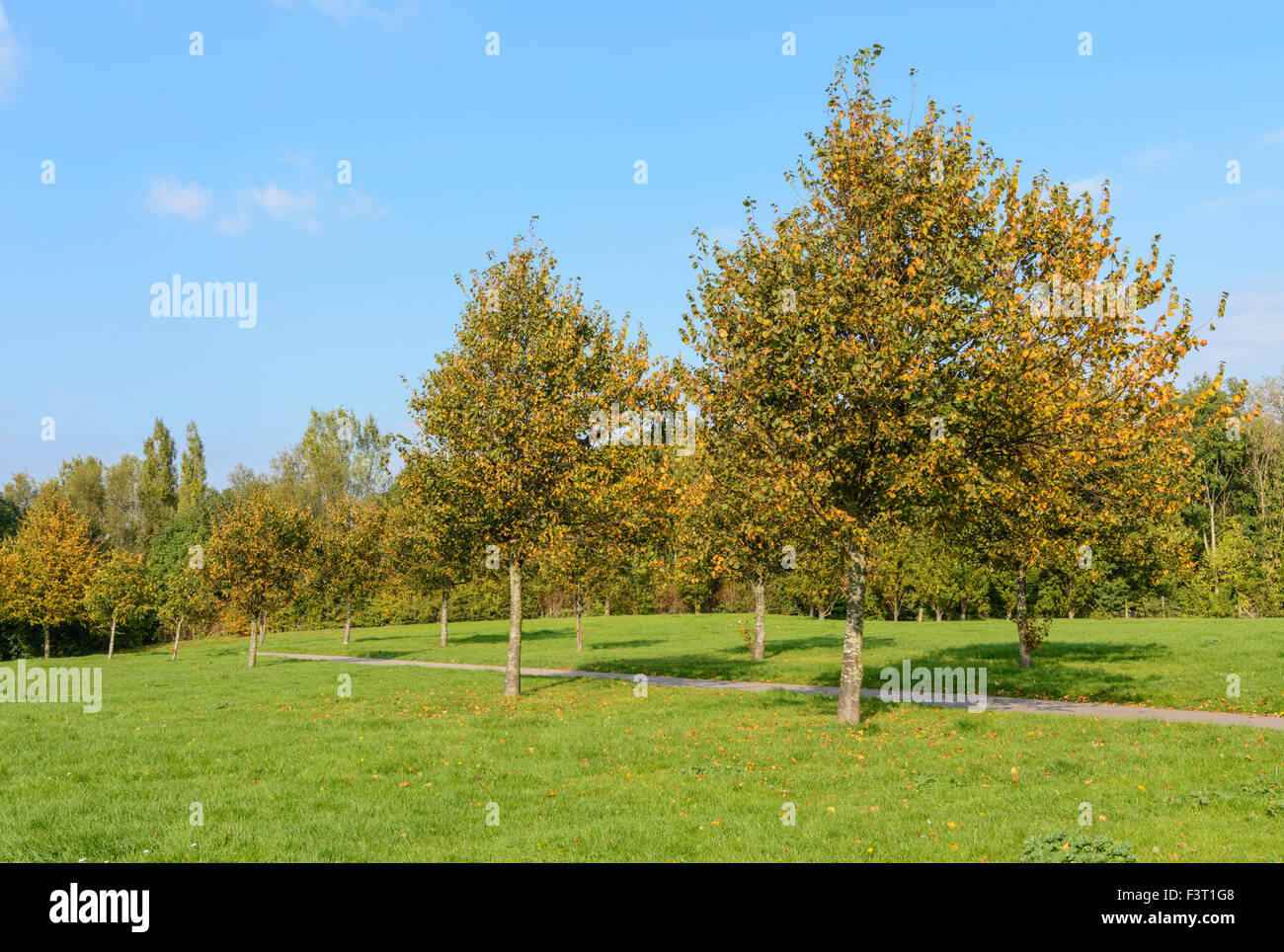 Fila di alberi giovani in autunno in Inghilterra, Regno Unito. Foto Stock