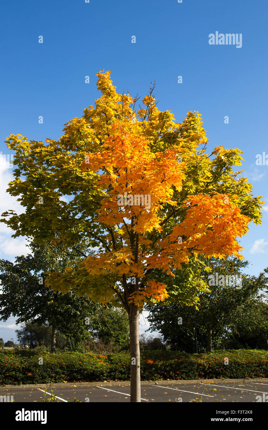Autumn Tree con arancione, giallo e foglie d'oro contro il cielo blu sullo sfondo Foto Stock