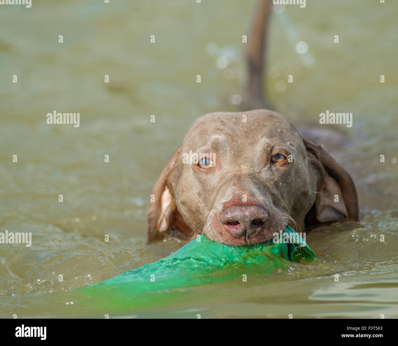 Un cane Weimaraner nuoto con un manichino di formazione in un lago Foto Stock