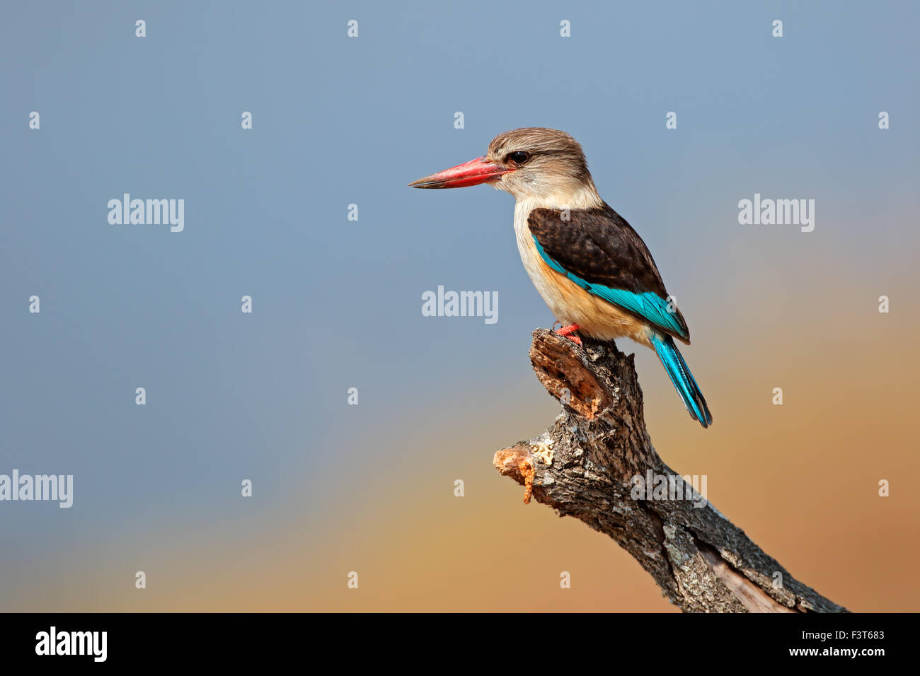 Un marrone-incappucciati kingfisher (Halcyon albiventris), Kruger National Park, Sud Africa Foto Stock