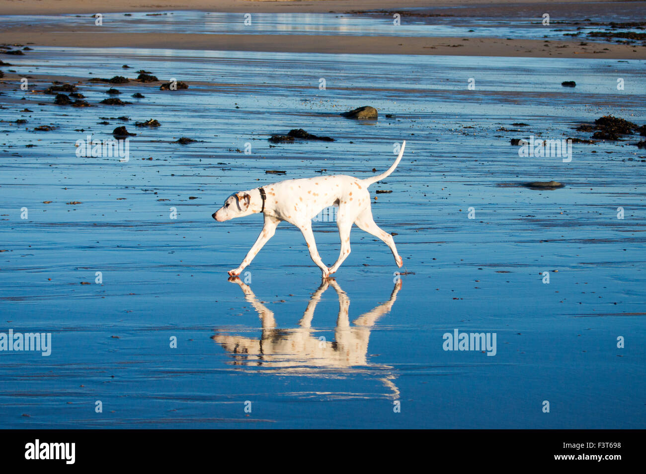 Un riflesso Dalmazia. Foto Stock