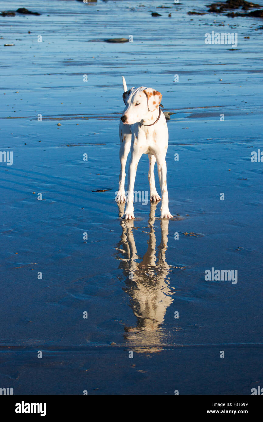 Un riflesso Dalmazia. Foto Stock