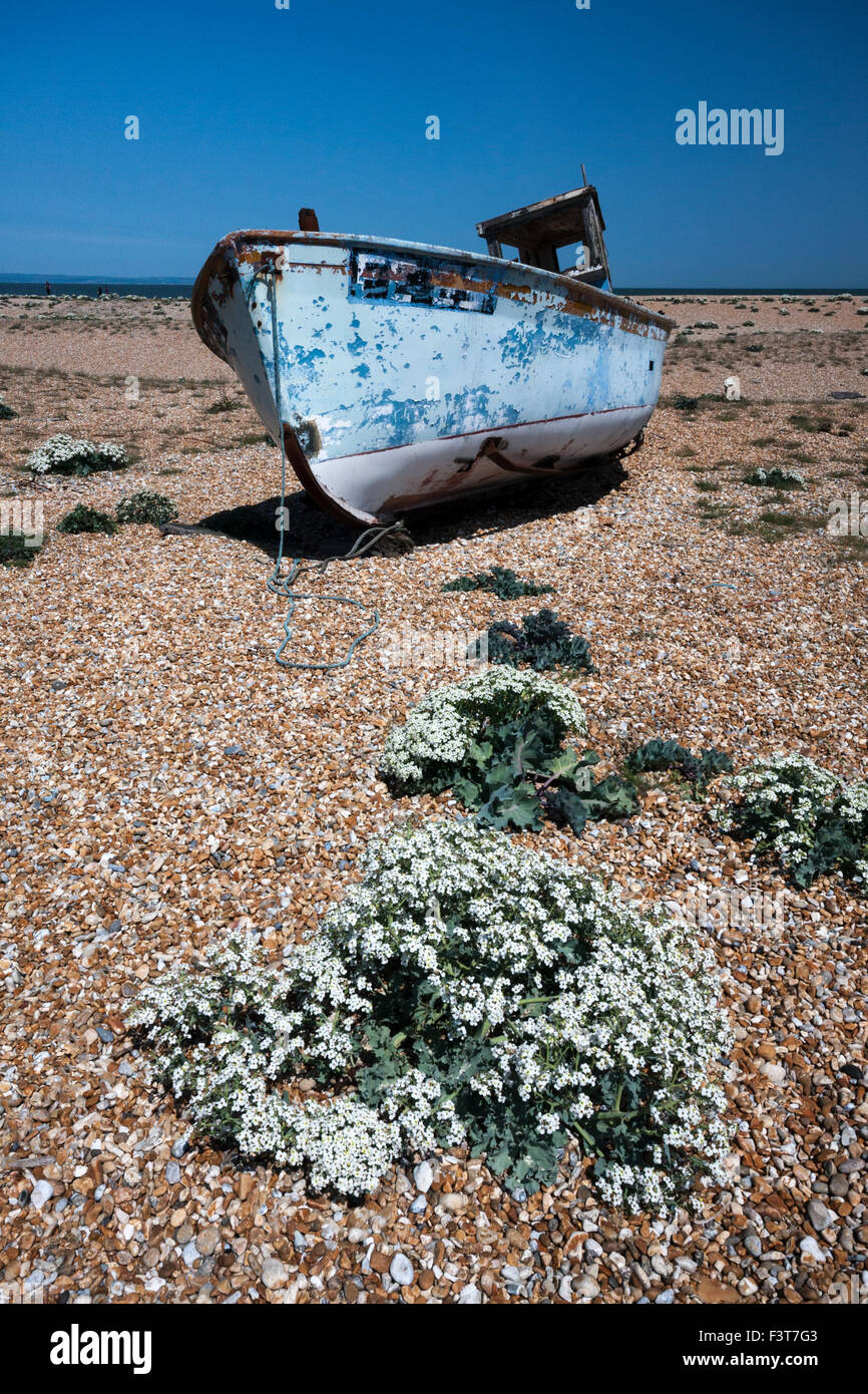 Abbandonato il vecchio barca da pesca e mare kale sulla spiaggia di ciottoli, Dungeness, Kent, England, Regno Unito Foto Stock