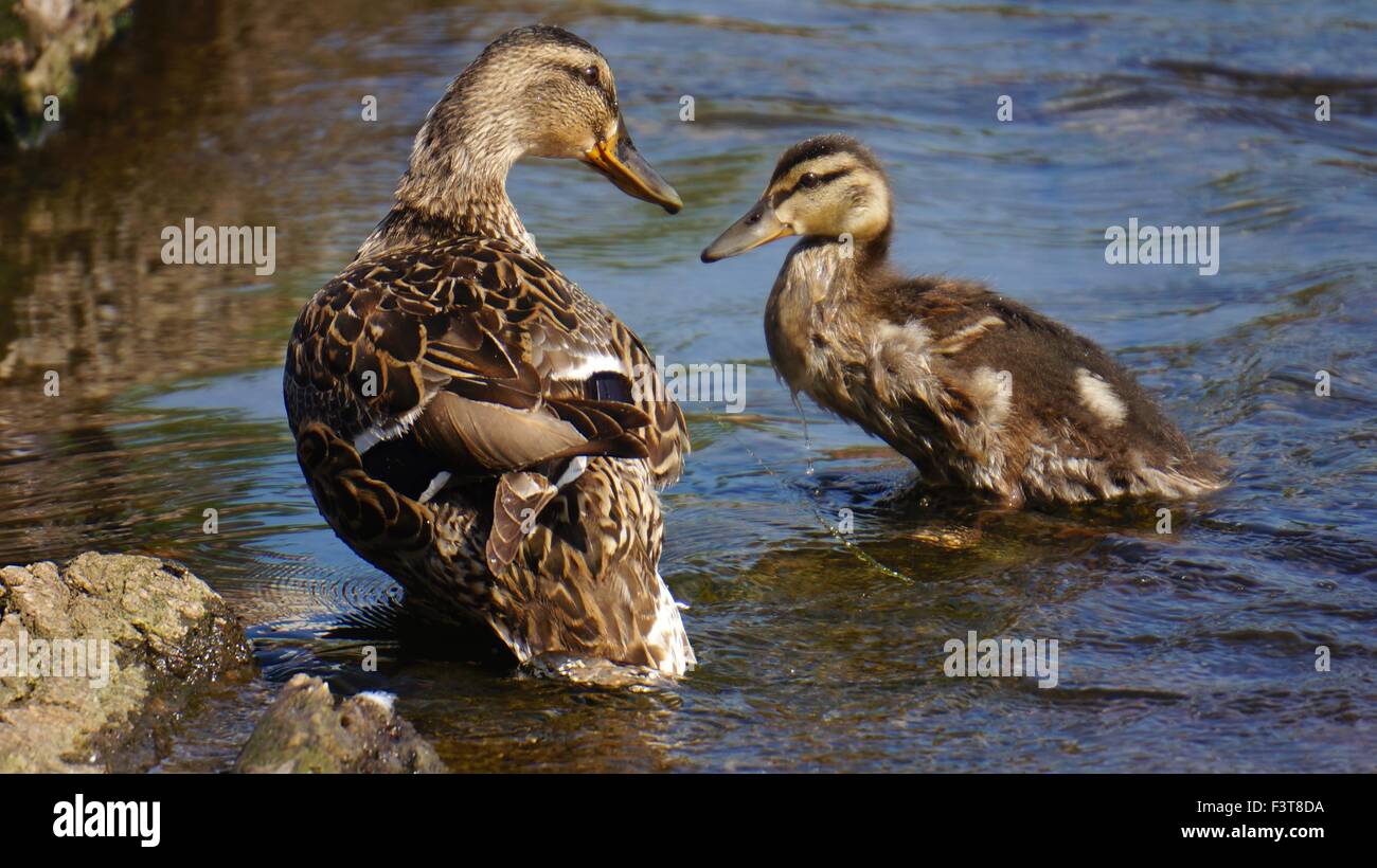 Mallard duck e il suo pulcino Derby giardini del Fiume Agosto 2015 Foto Stock