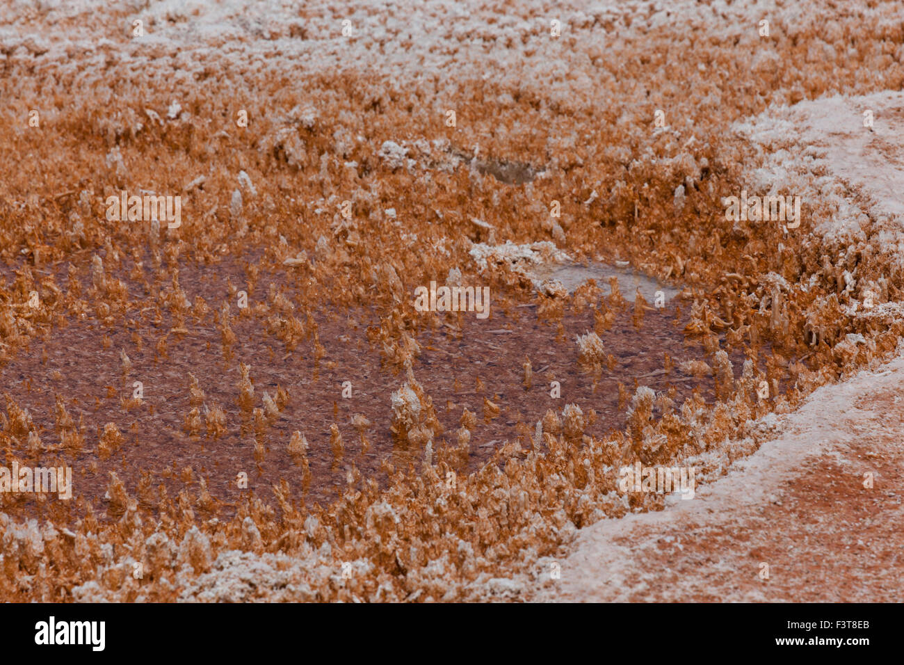 Uno sfondo di delicati arancio e bianco formazioni minerali che crescono in acqua calda piscine al Parco Nazionale di Yellowstone. Foto Stock