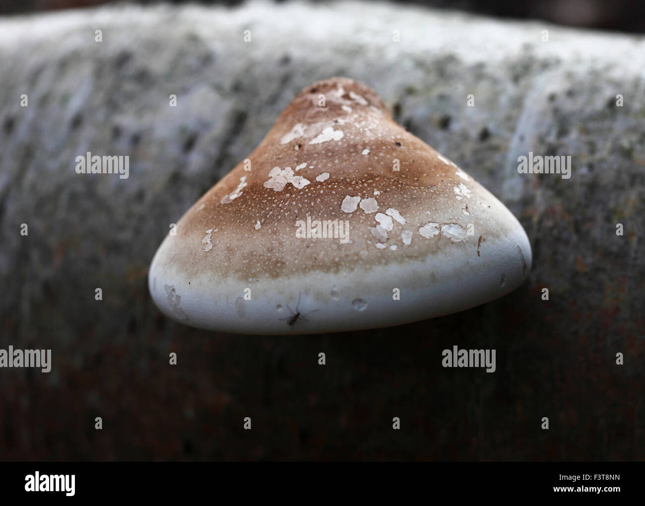 Piptoporus betulinus, birch polypore, staffa di betulla, o un rasoio strop. Foto Stock