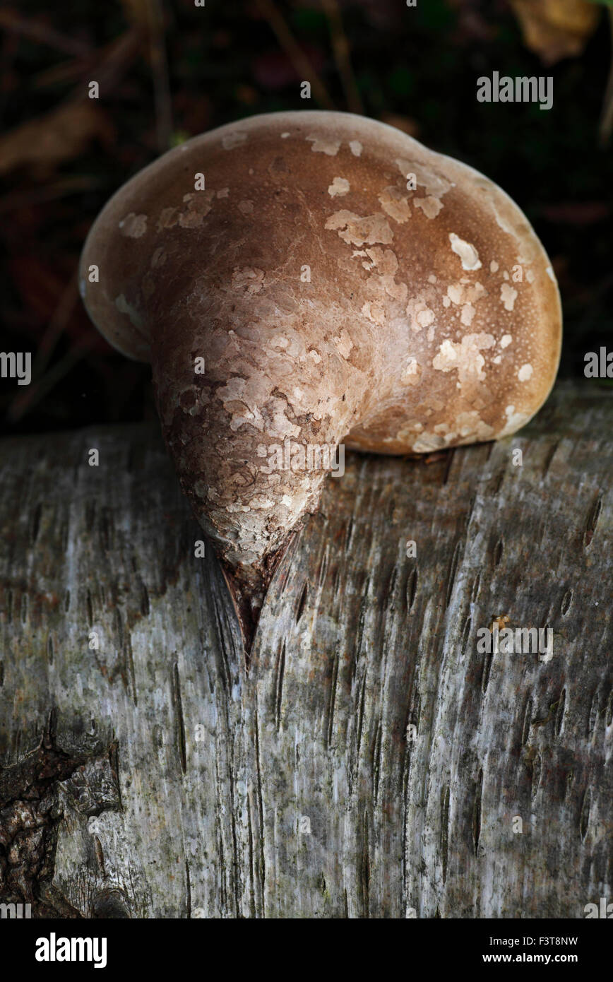Piptoporus betulinus, birch polypore, staffa di betulla, o un rasoio strop. Foto Stock