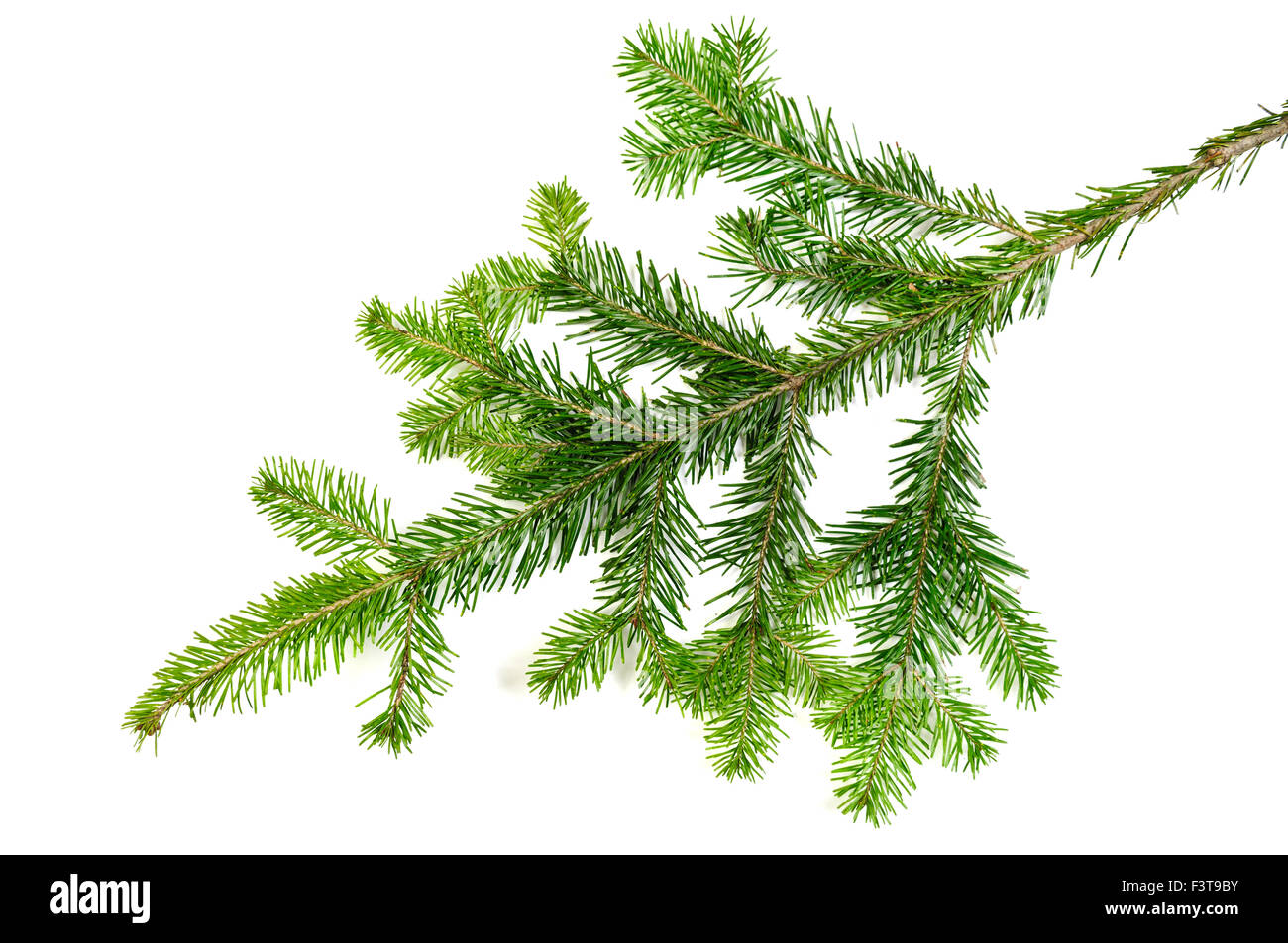 Natale sempreverde Pino ramo di albero su bianco Foto Stock