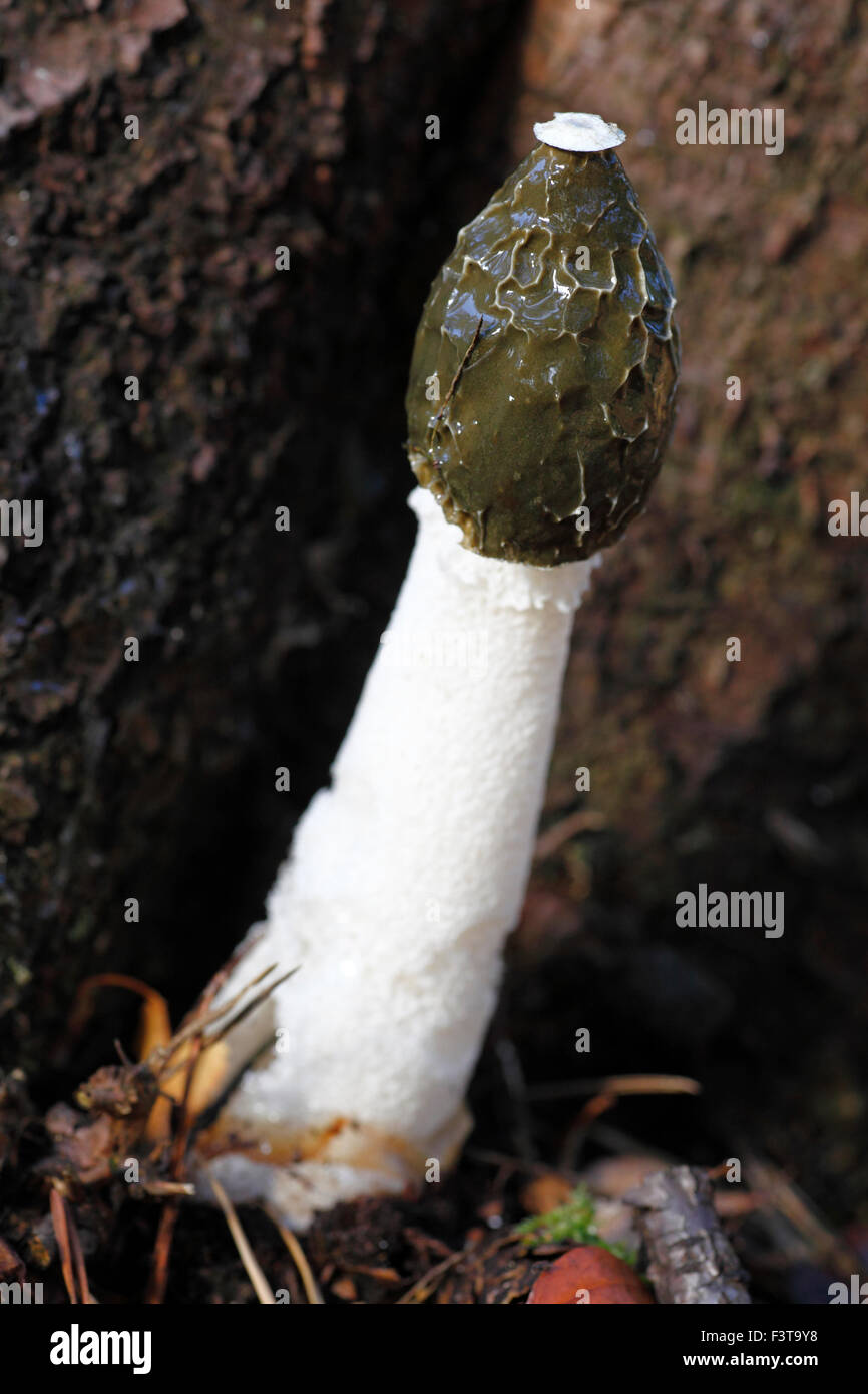 Phallus impudicus, stinkhorn comune. Foto Stock