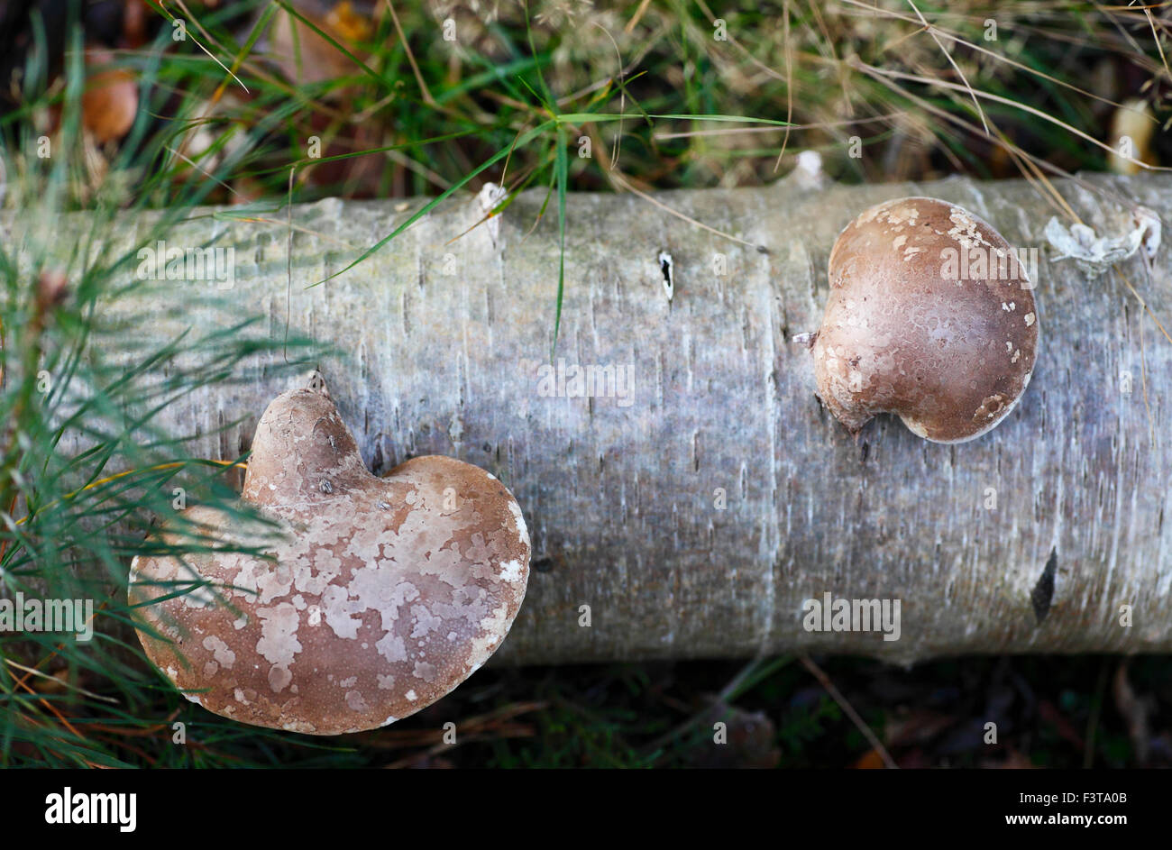 Piptoporus betulinus, birch polypore, staffa di betulla, o un rasoio strop. Foto Stock