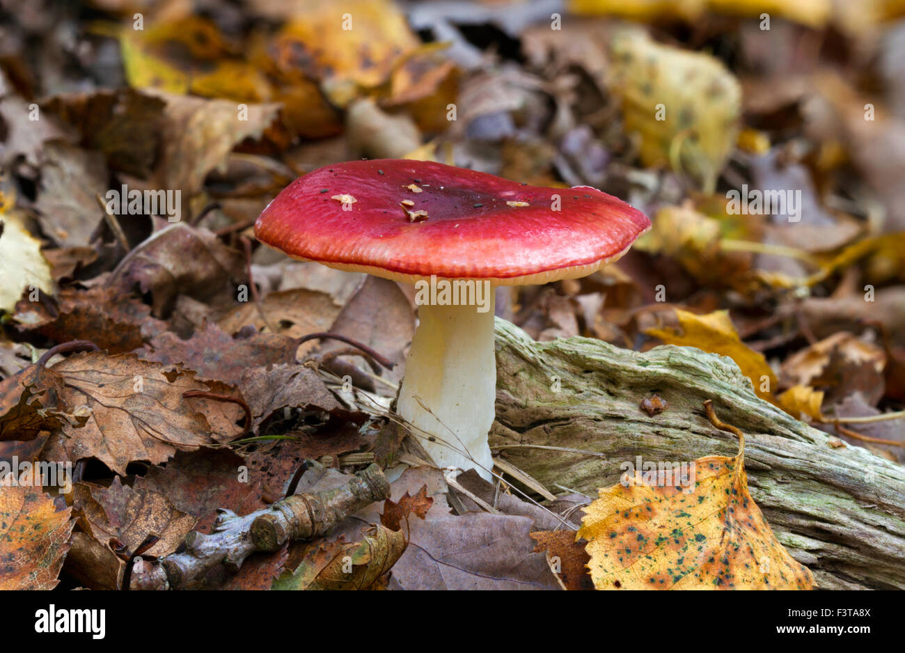 Russula emetico, un fungo tossico. Foto Stock