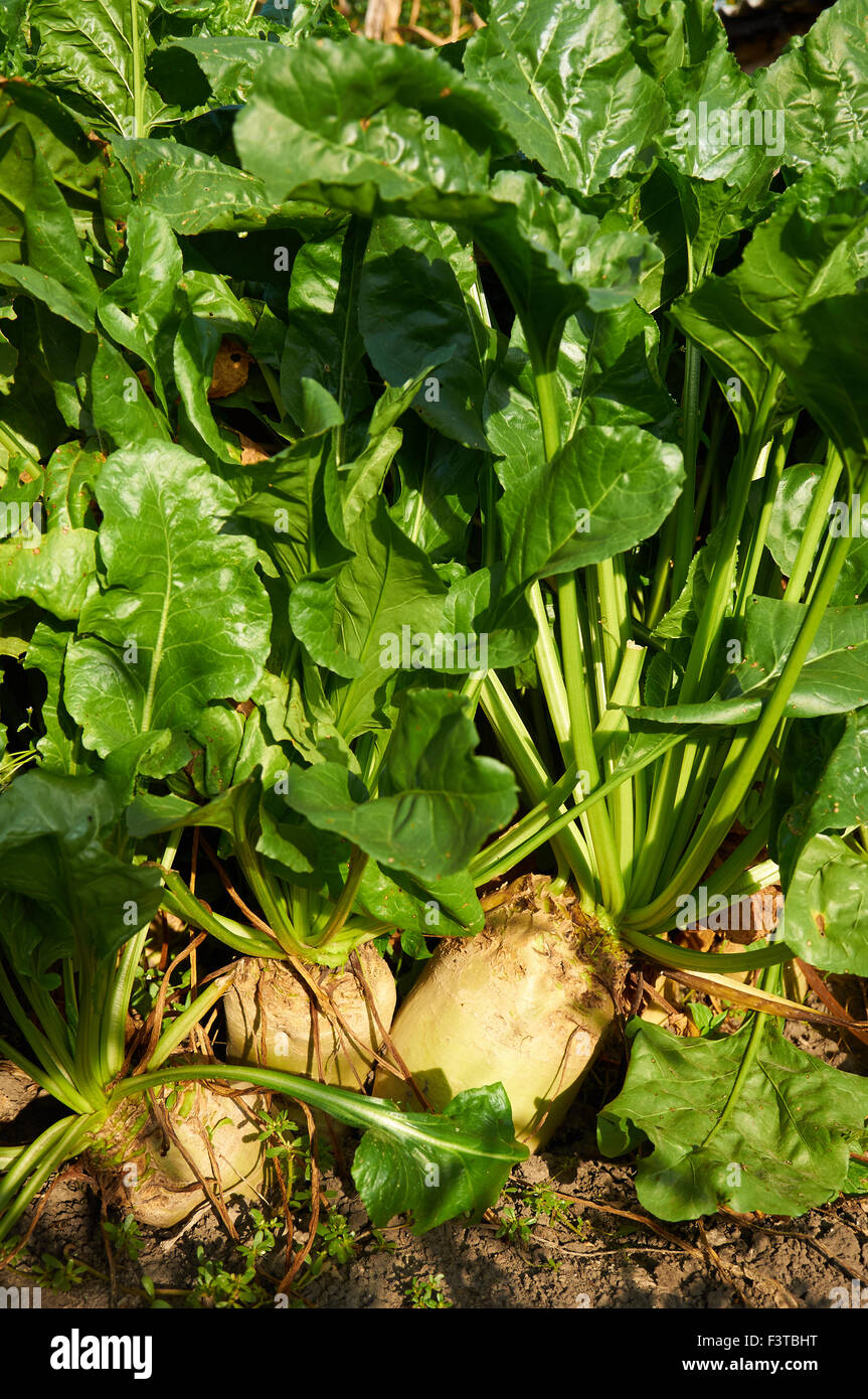 Alcuni dei più grandi Mangelwurzel sono in crescita in una riga Foto Stock