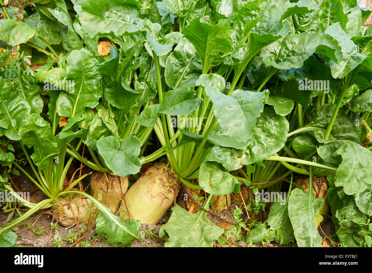 Alcuni dei più grandi Mangelwurzel sono in crescita in una riga Foto Stock