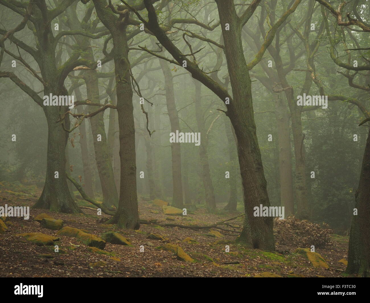 Eery silenzio fra receding tronchi di alberi in autunno misty woodland Foto Stock
