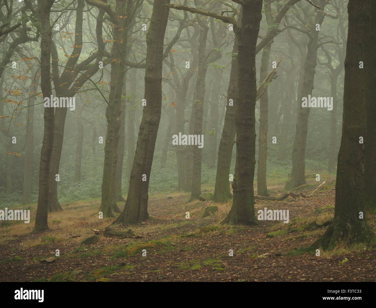 La solitudine fra receding tronchi di alberi in autunno misty woodland Foto Stock