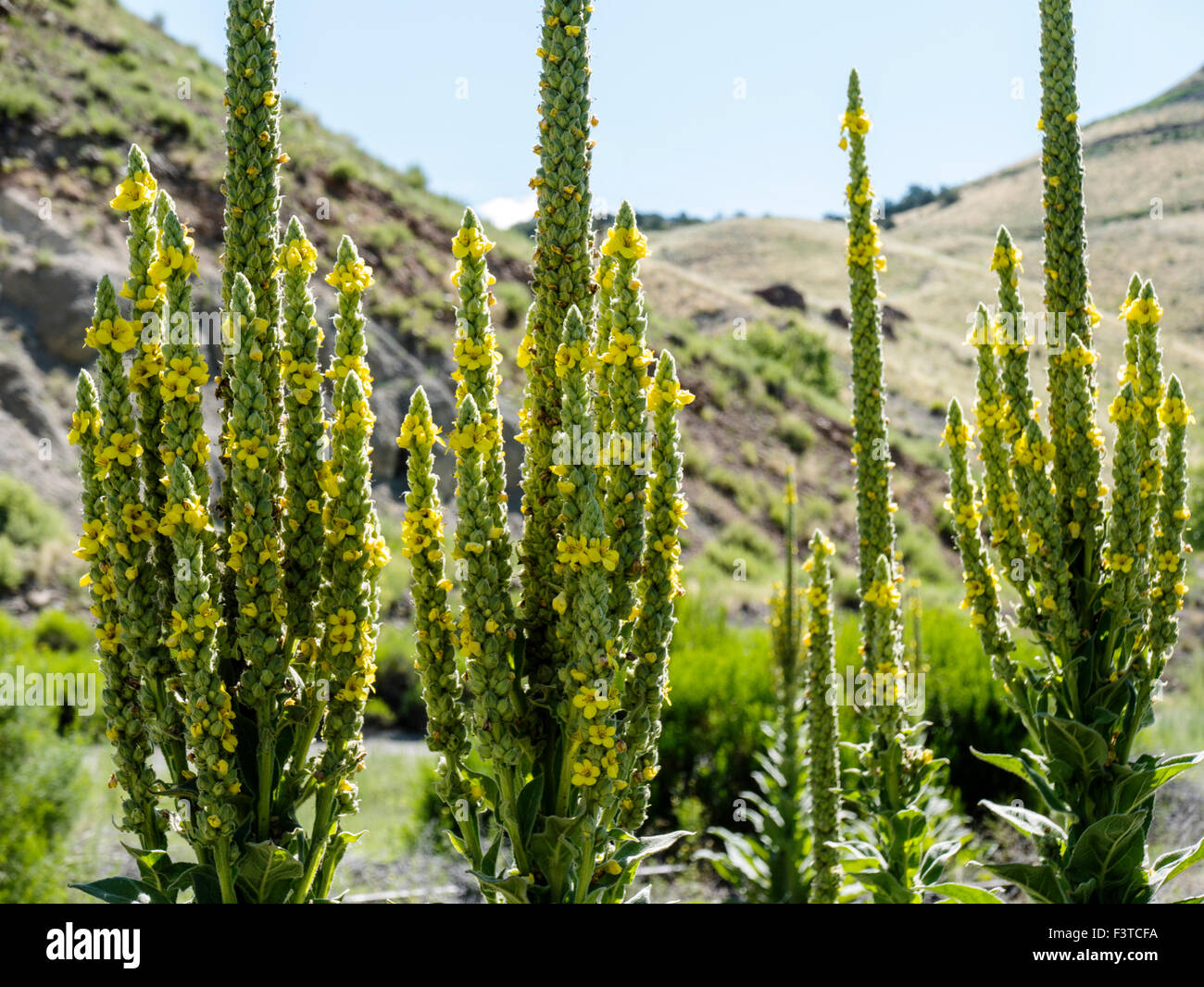 Mullein comune; impianto di velluto; Molène thapsus; Scrophulariaceae; Figwort millefiori, Central Colorado, STATI UNITI D'AMERICA Foto Stock