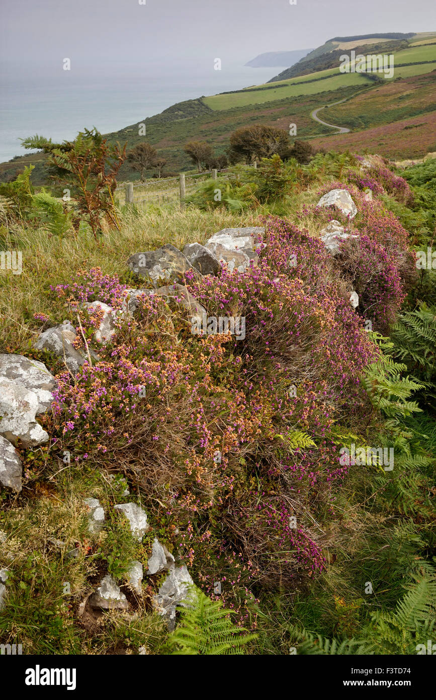 Il vecchio muro di pietra ricoperta in fioritura heather sulla Countisbury Hill, Lynton, Exmoor, Devon, Regno Unito Foto Stock