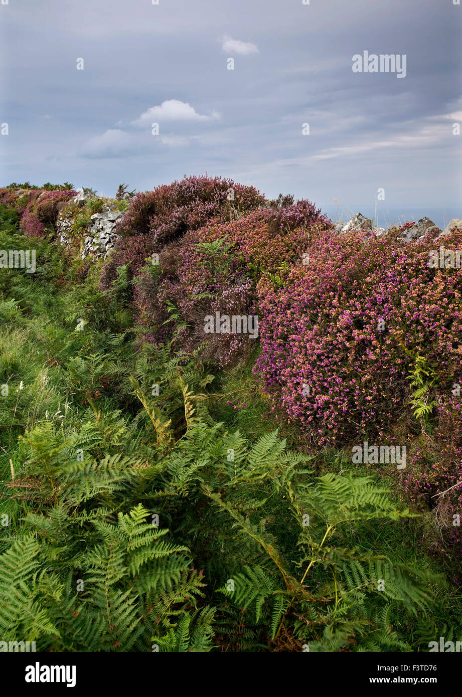 Il vecchio muro di pietra ricoperta in fioritura heather sulla Countisbury Hill, Lynton, Exmoor, Devon, Regno Unito Foto Stock