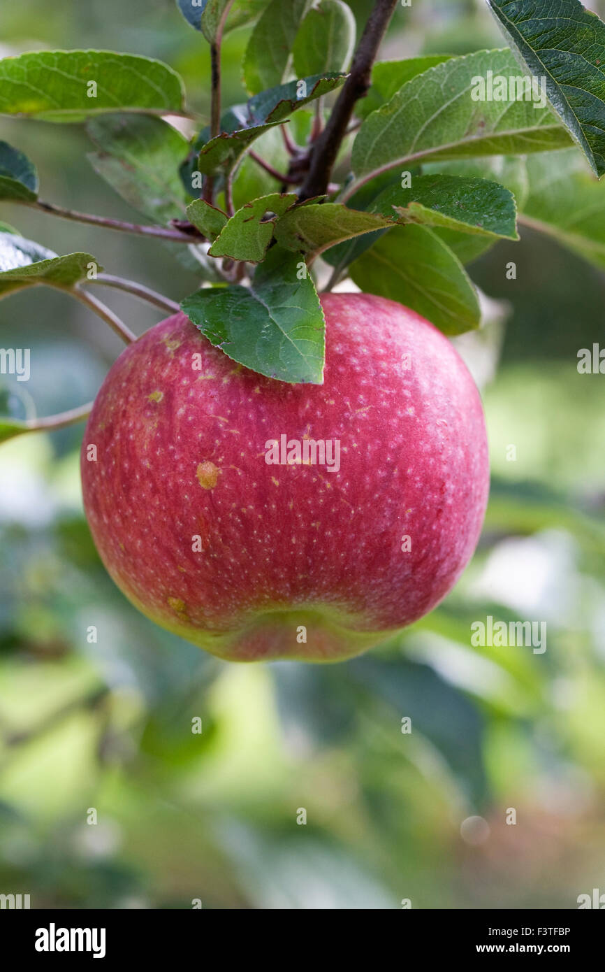 Malus domestica. Apple 'McIntosh' crescendo in un inglese un frutteto. Foto Stock