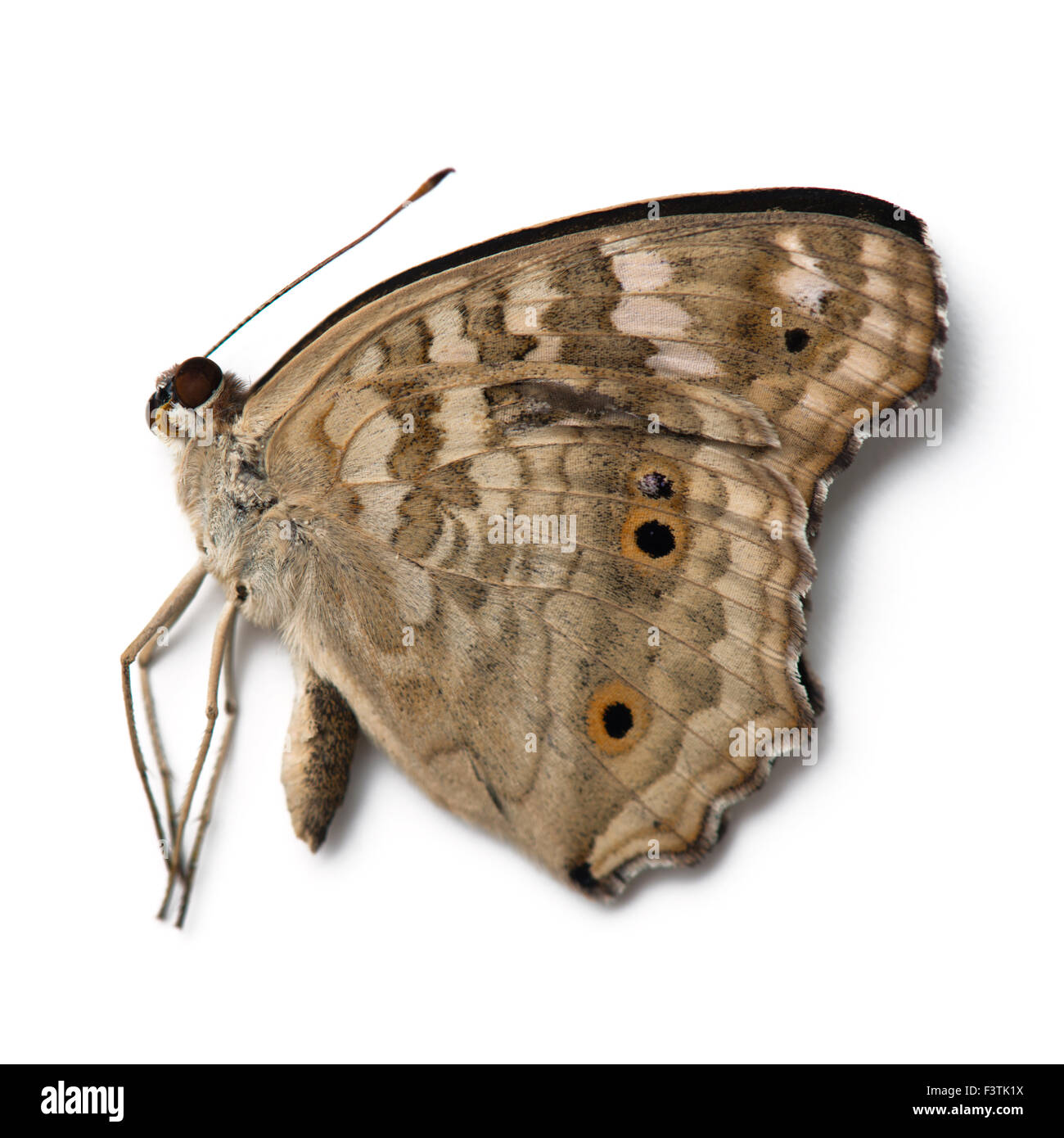 Dead butterfly isolato su bianco Foto Stock