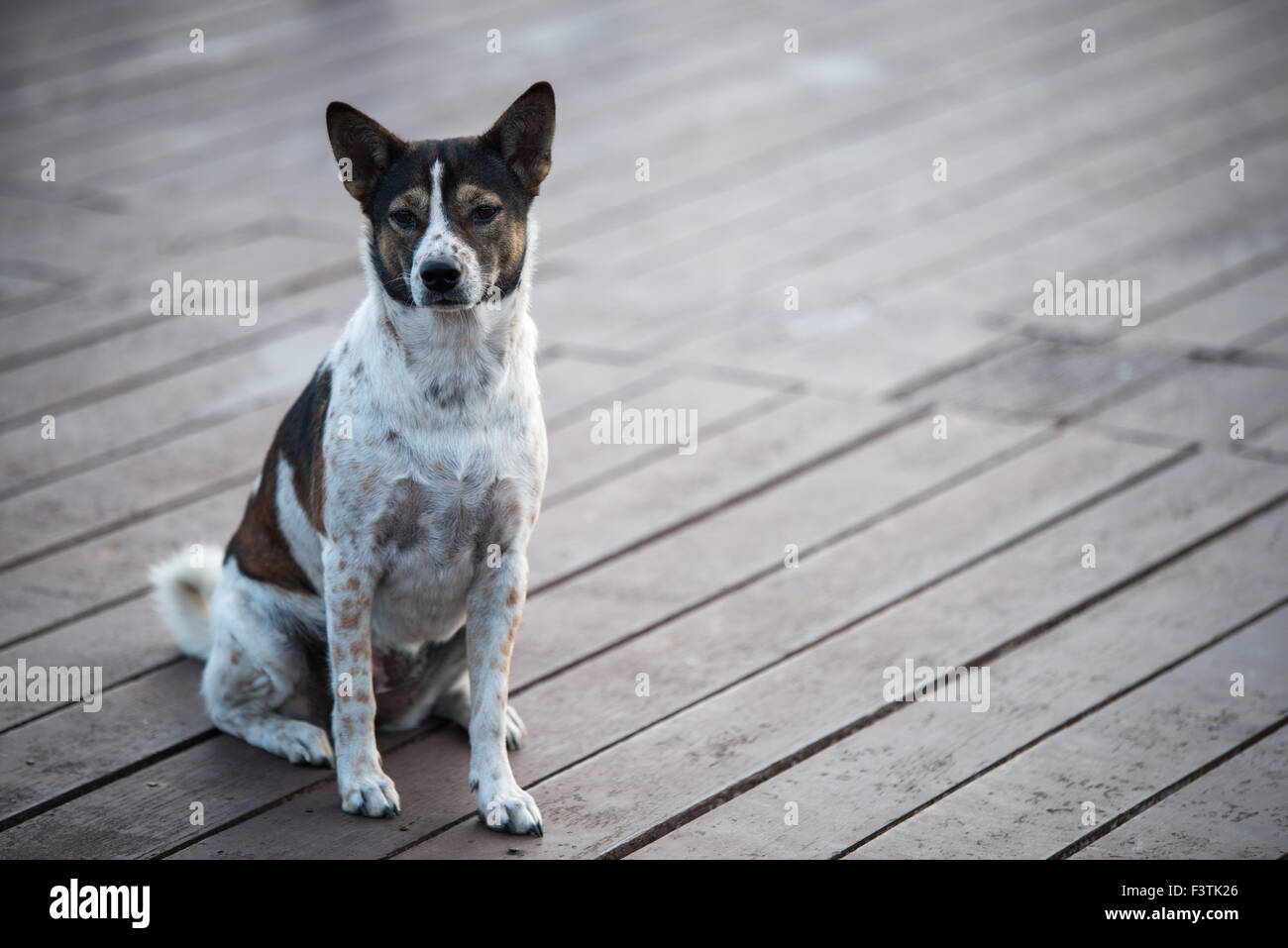 Dog sitter su pavimenti in legno Foto Stock