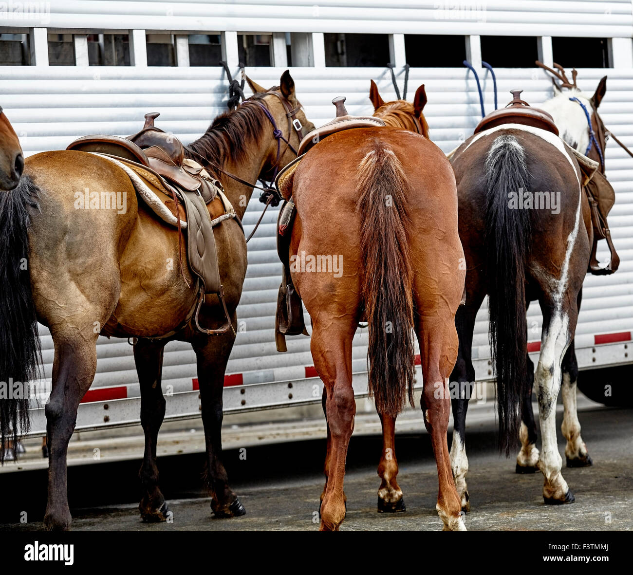 Cavalli agganciati ad un rimorchio di cavalli durante il 4 di luglio Parade Foto Stock