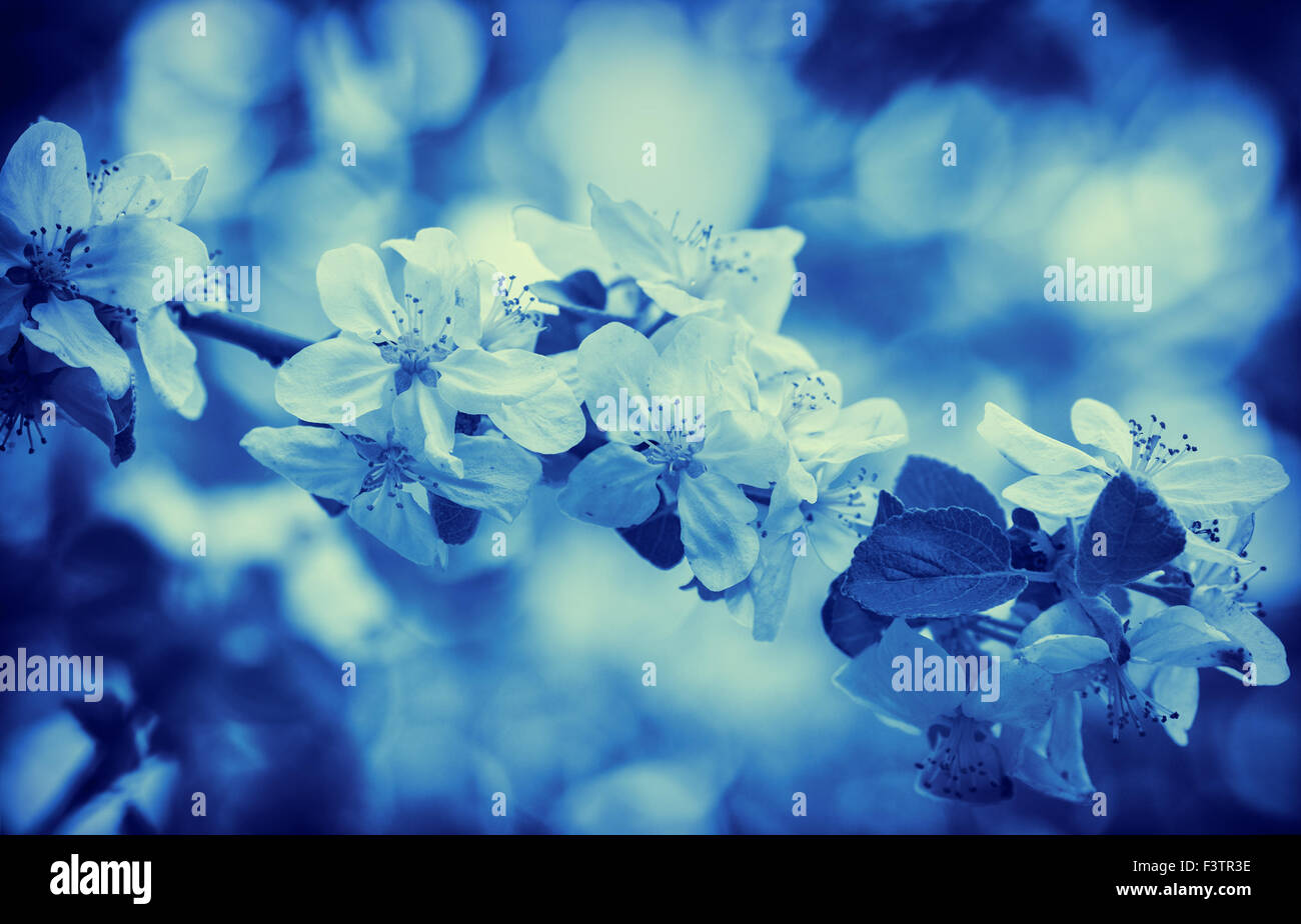 Blue vintage apple blossom tree. Molla di sfondo naturale Foto Stock