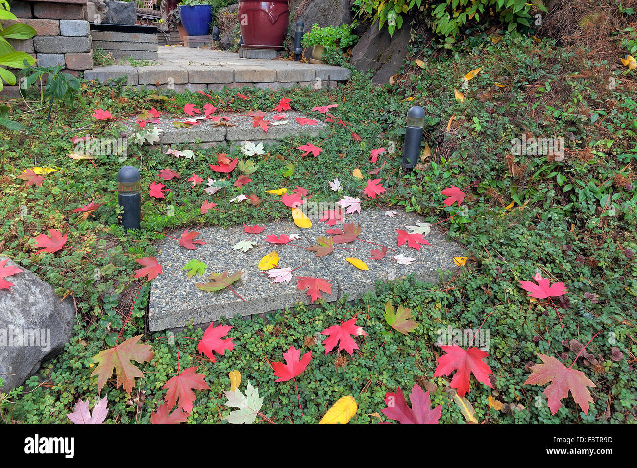 Quadrato di cemento di gradini di pietra con l'autunno di Acero foglie nel cortile paesaggistico giardino Foto Stock