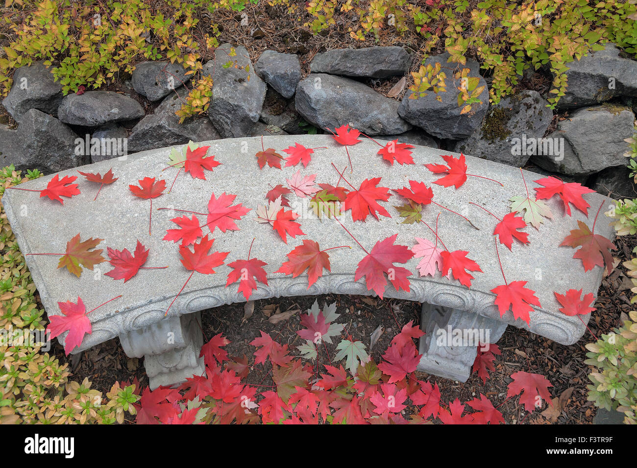 Aceri rossi sulla pietra di tondi per cemento Panchina da giardino durante la stagione autunnale Foto Stock