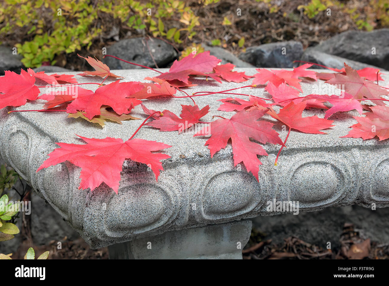 Aceri rossi caduta su cemento da banco di pietra in caduta stagione Closeup Foto Stock